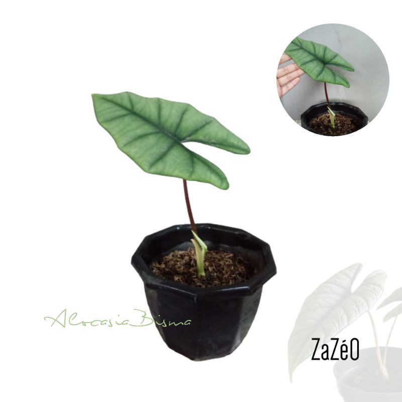 Tanaman Hias Alocasia Bisma