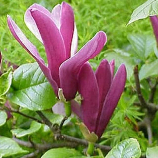 Biji Bunga Cempaka Merah Asli F1