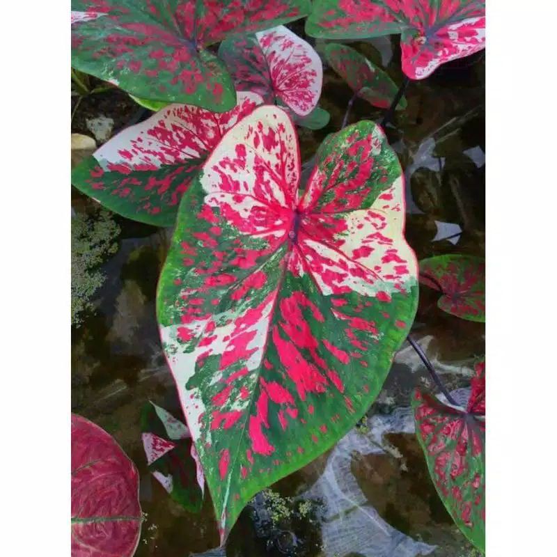 keladi Thailand redwhite anakan import