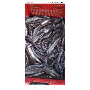 

ikan lele hidup