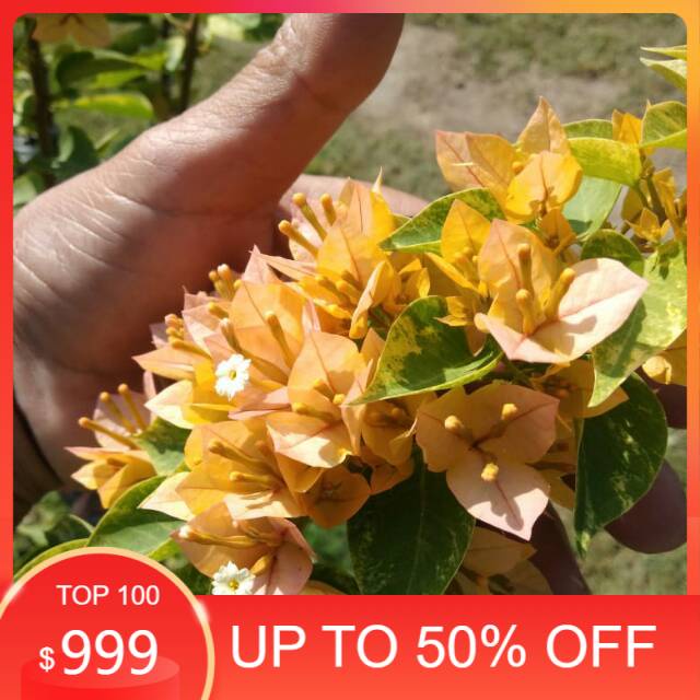 MURAH BANGET Bougenville singapur kuning daun varigata (bibit) - Bunga Kertas Bugenvil