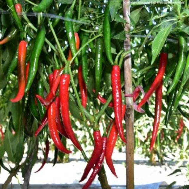 cabe besar hibrida repack