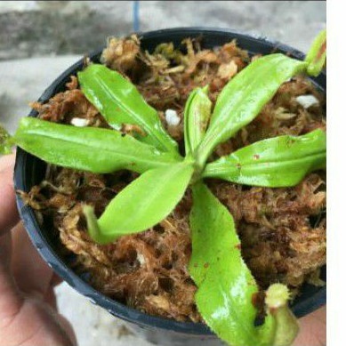 nepenthes mirabilis tanaman karnivora / tanaman kantong semar