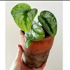 Tanaman Hias Scindapsus Exotica