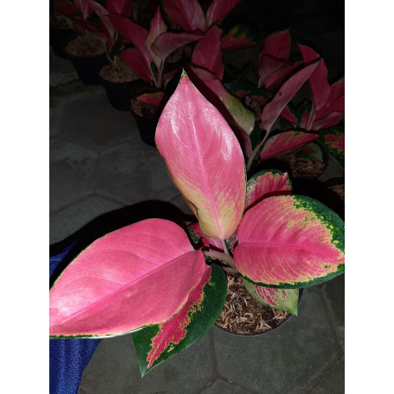 aglonema red majesty