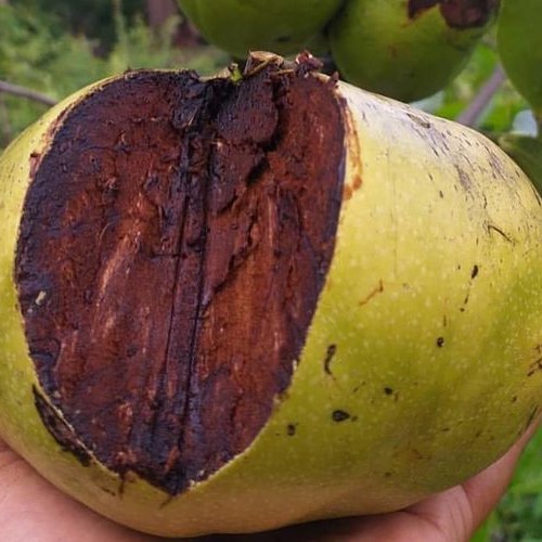 Tanaman Bibit Buah Black Saporate Biji - bibit buah black sapote - black sapote