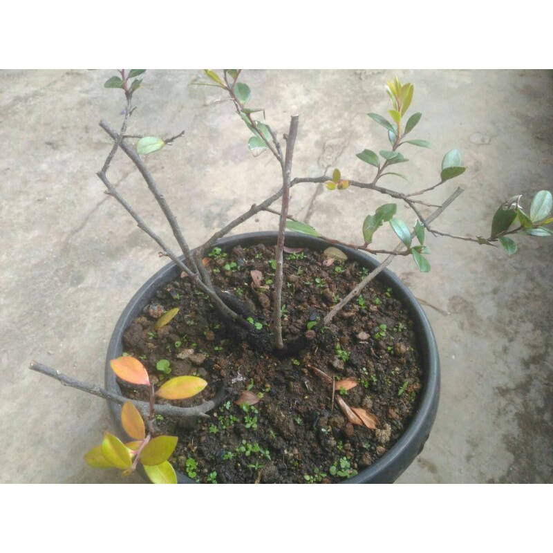 bahan bonsai Santigi Gunung