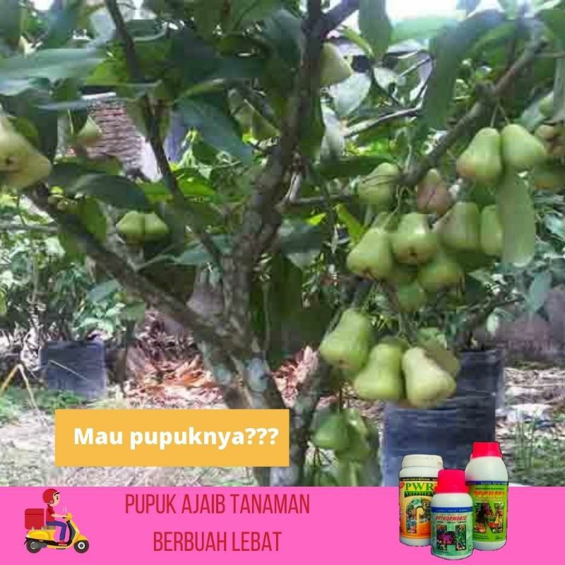 PUPUK PERANGSANG BUAH PELEBAT BUAH PUPUK TABULAMPOT