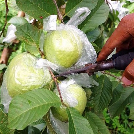 

jambukristal