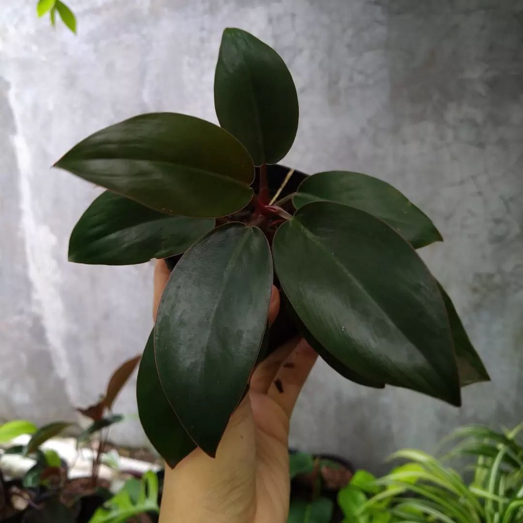 Tanaman Hias Philo Pink / Philodendron Congo Pink princess