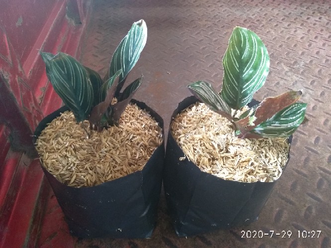 Calathea Ornata Sanderiana /bibit Tanaman Hias Bunga Kalatea