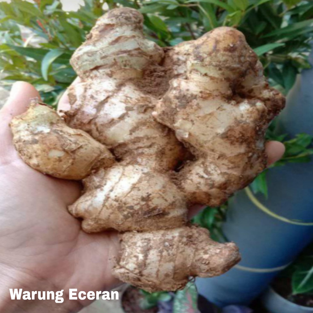 

Jahe Emprit Segar 1 Kg Super Pedas Fresh
