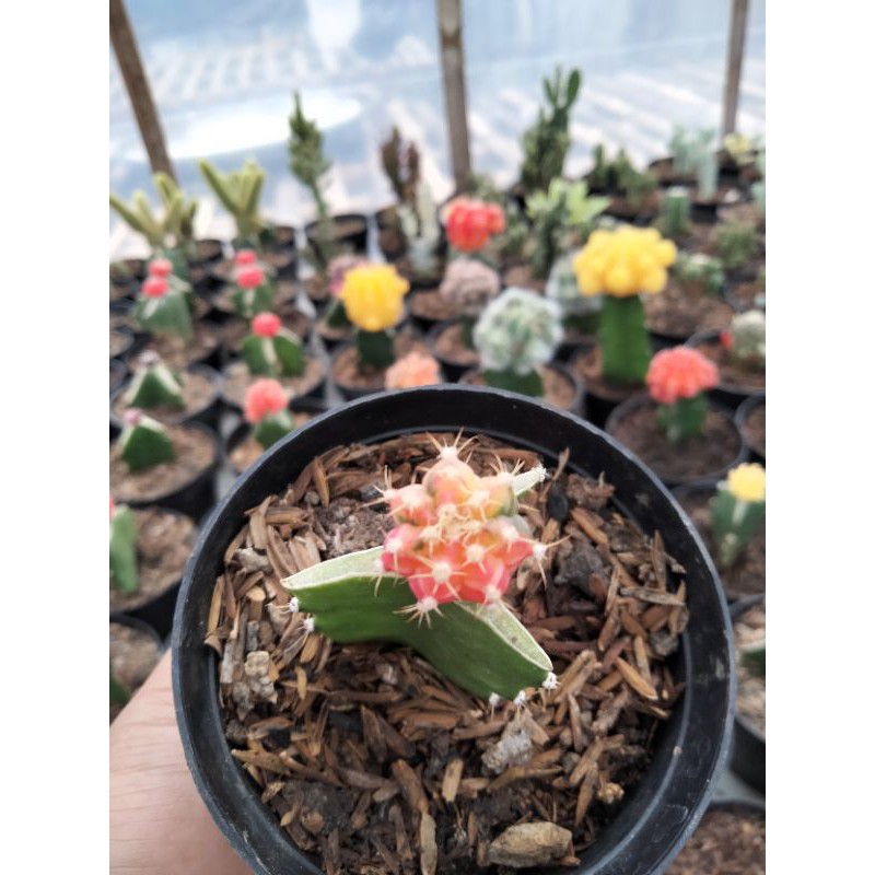 kaktus mini gymno threecollor