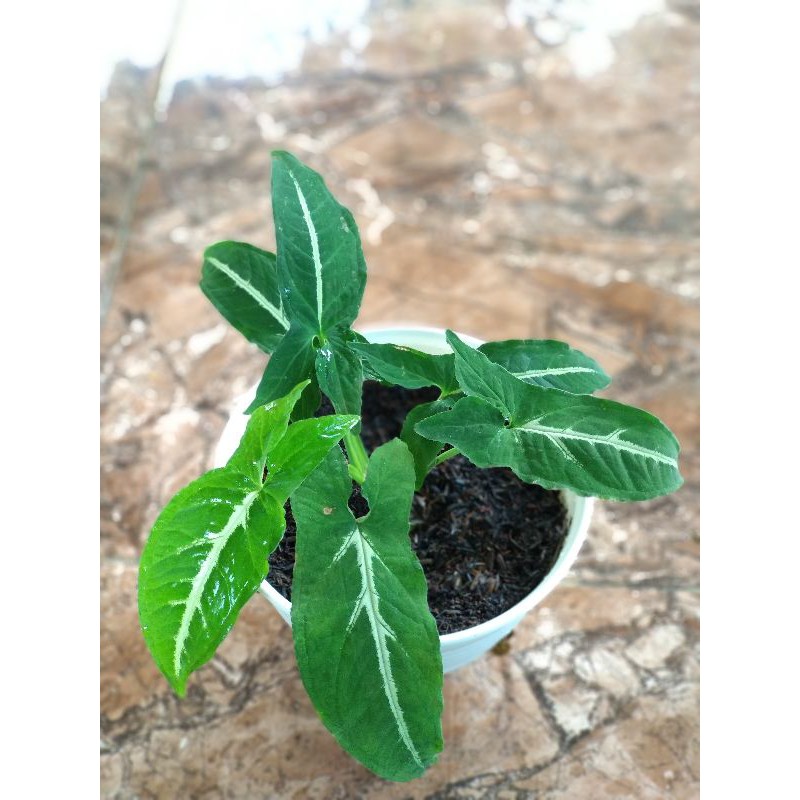 Syngonium Wendlandii