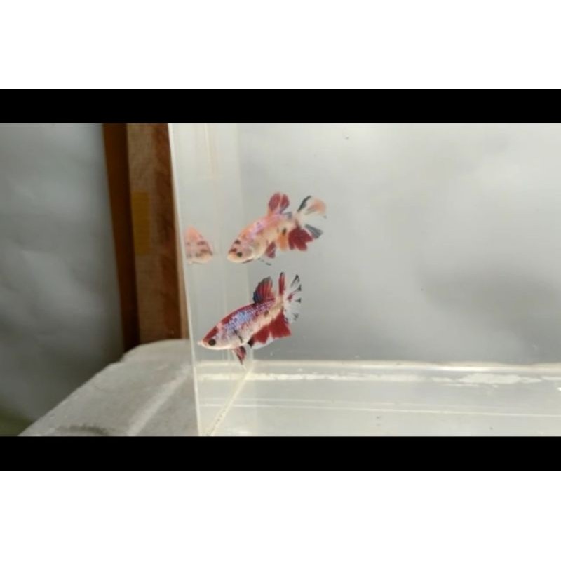 ikan cupang nemo galaxy Female/Betina