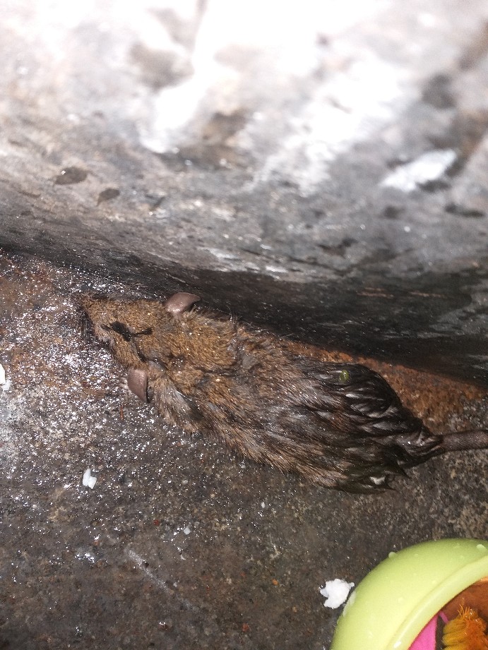 Umpan Perangkap Tikus Paling Mematikan Ramtus Temanggung