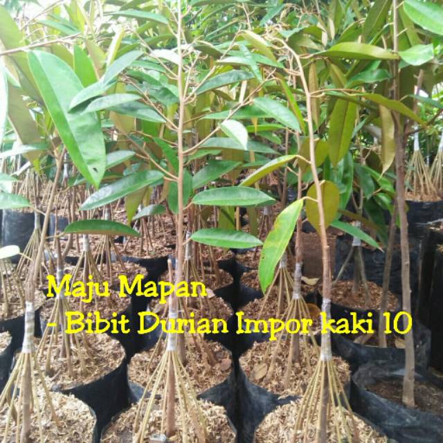 BIBIT DURIAN MUSANGKING SUPER KAKI 10