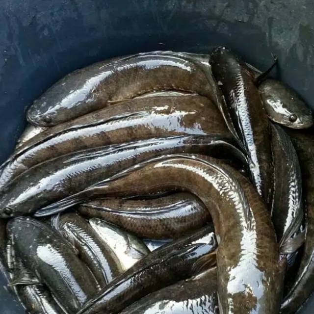 

Ikan Gabus 1kg - 1,2kg/ Ikan Gabus Segar