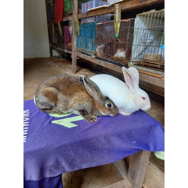 Kelinci Rex bulu karpet sepasang remaja (1).