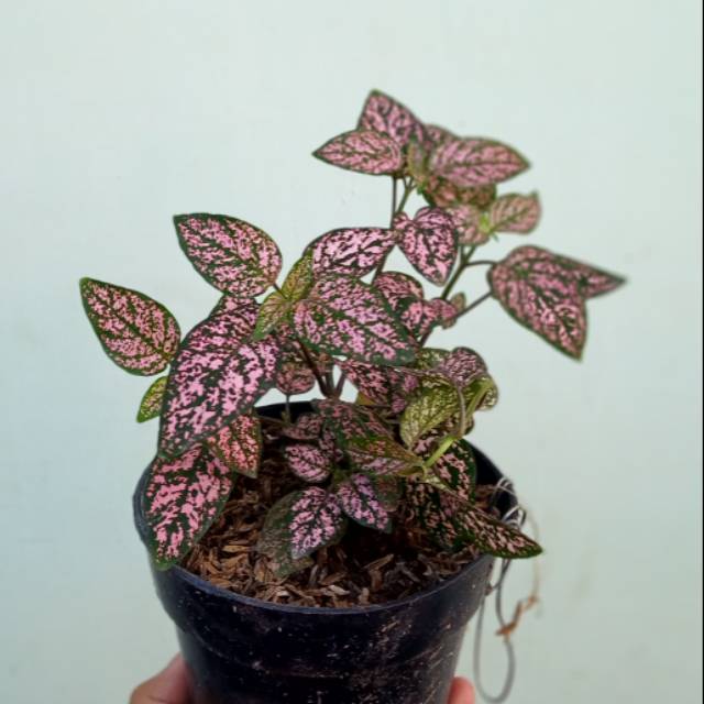 Tanaman hias hypoestes  Pink Polkadot Shopee Indonesia Tanaman hias hypoestes  Pink Polkadot Shopee Indonesia