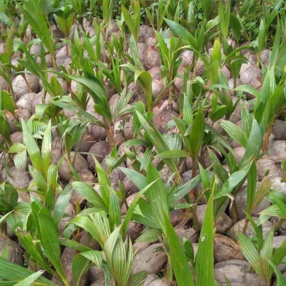 Bibit Tanaman Kelapa Genjah Entok