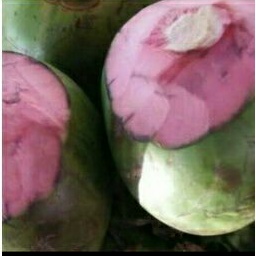 

Kelapa Hijau / Kelapa Wulung / degan muda / degan ijo / obat serat kulit warna Merah Jambu / Pink