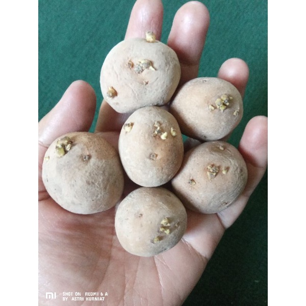 Jual Bibit kentang g2 granola L 10kg Shopee Indonesia