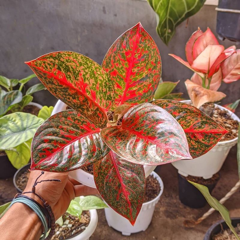 Aglonema Red Stardust Daun 6-7 Size Dewasa