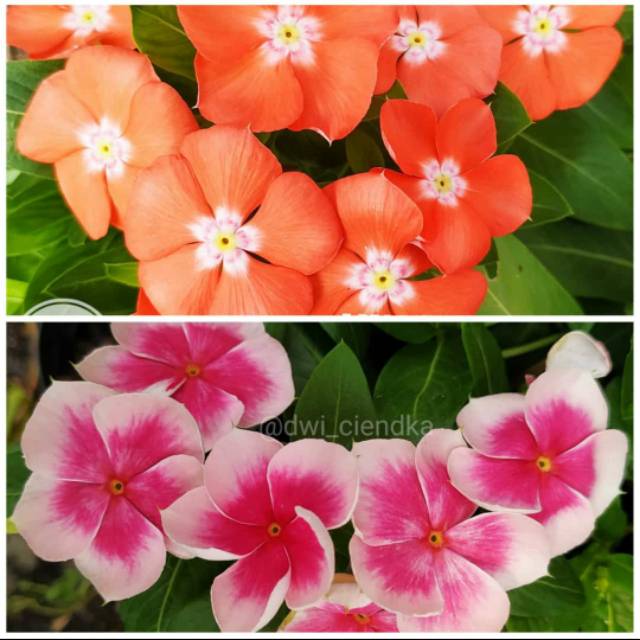 Paket vinca jepang nirvana+mandor