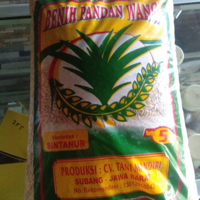 Bibit padi pandan wangi