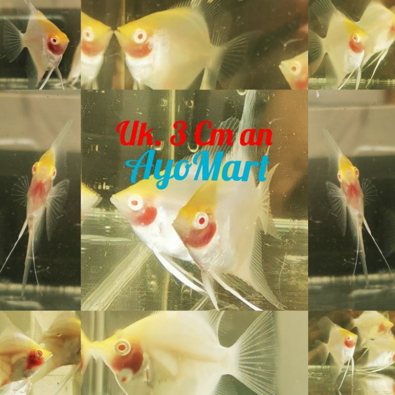 Ikan Manfish RCA Red Cap Albino uk 3-4 cm, grade seperti foto etalase