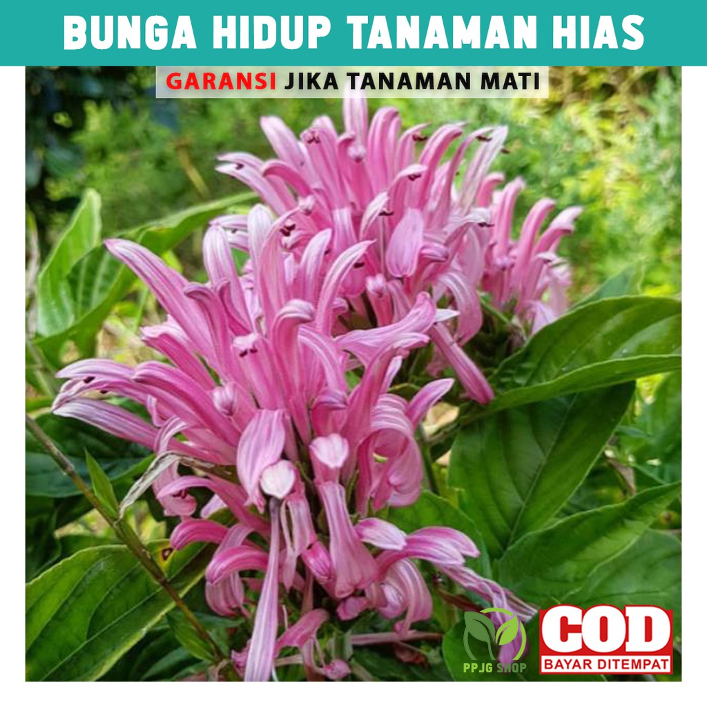 Bunga Hidup Tanaman Hias Tanaman Lilin Pink Hiasan Taman