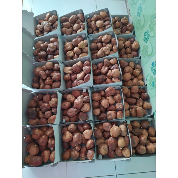 

Buah Zuriat