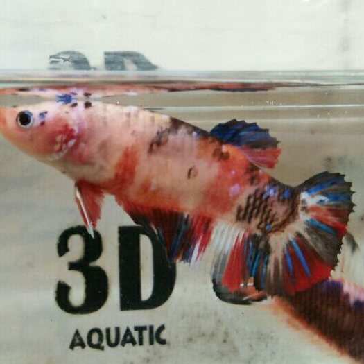 ikan cupang giant female bo 5.5cm