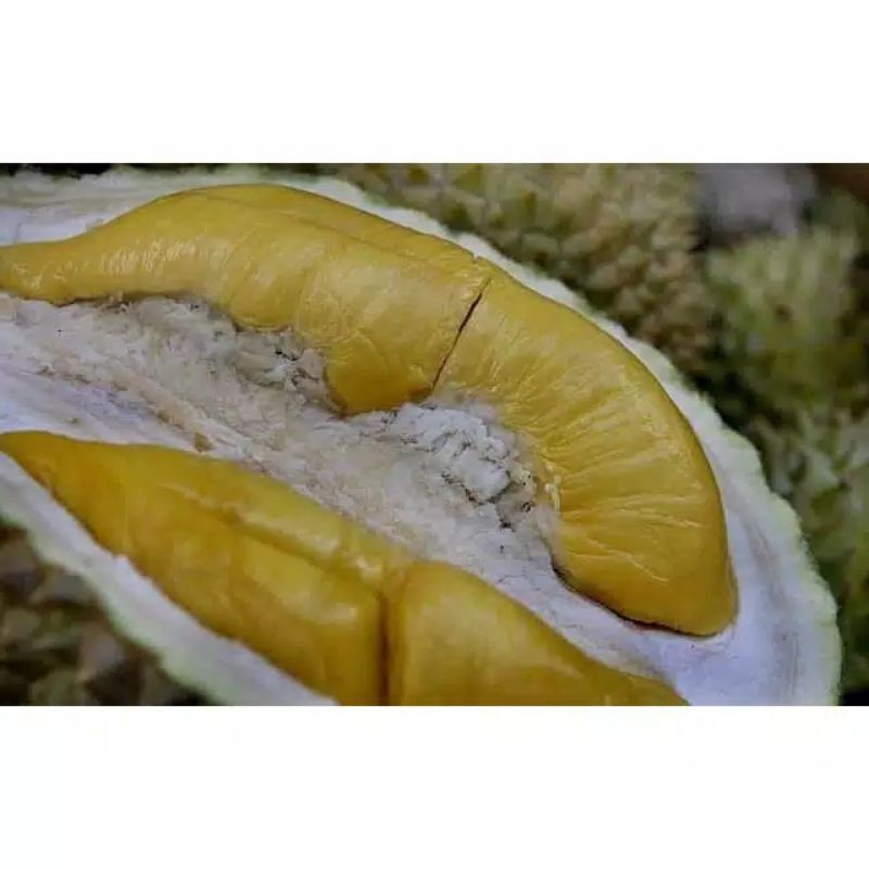 Bibit Durian Musangking Kaki 3/ OKULASI Musangking kaki 3 Unggul