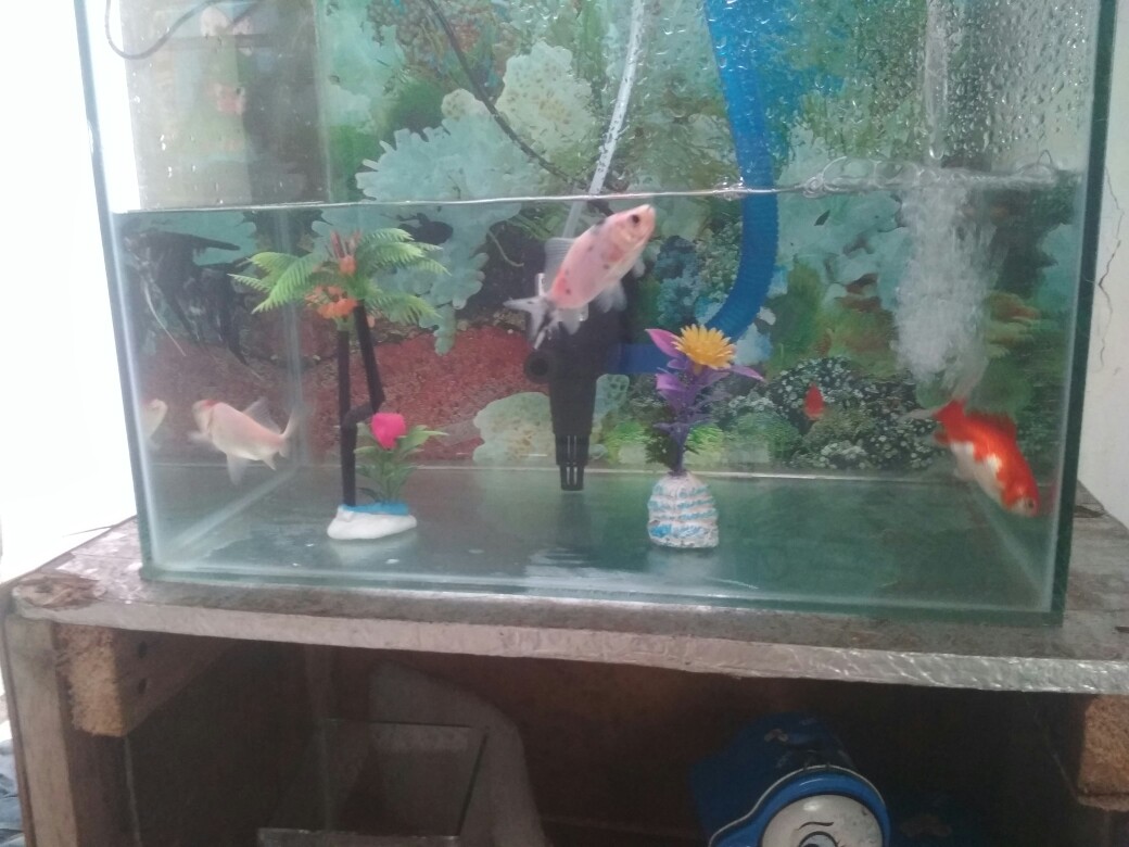 Aquarium Akrilik Aquarium Acrylic Acrylic Aquarium Aquarium Mini Akrilik Aquarium Ikan Hias Shopee Indonesia
