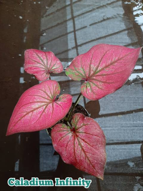 Bibit Caladium Keladi Hias Infinity Cantik Nan Indah Shopee Indonesia