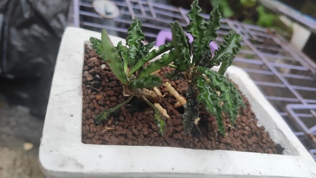 Tanaman Kaktus Dan Sekulen Euforbhia Decaryii