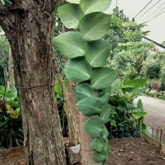 Tanaman dolar bibit rambat dinding