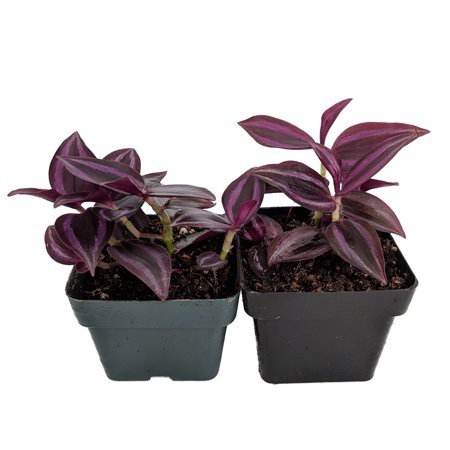 Gewor Merah / Tradescantia