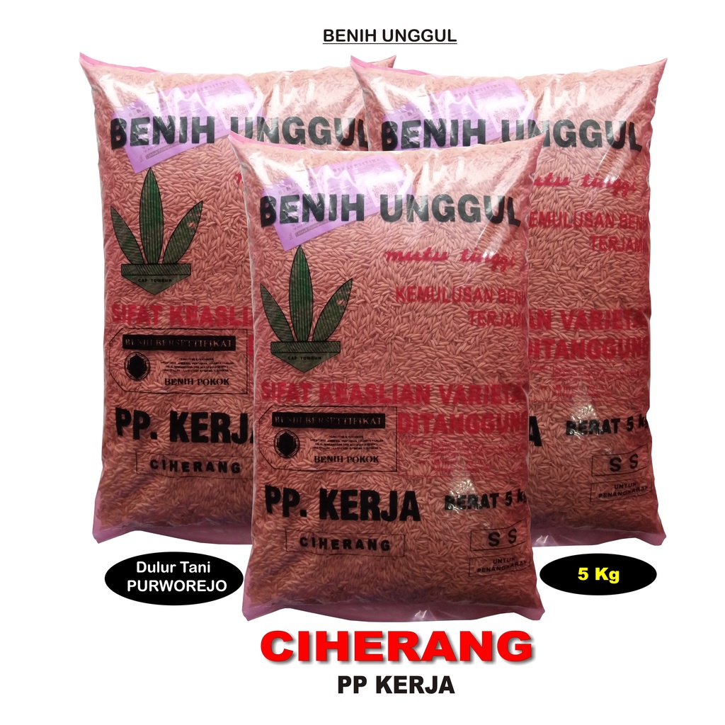 Benih Padi Unggul CIHERANG PP Kerja 5 Kg