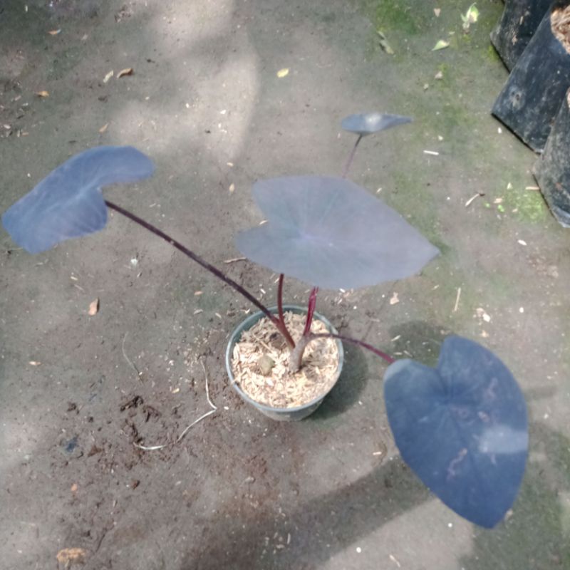 colocasia black majick