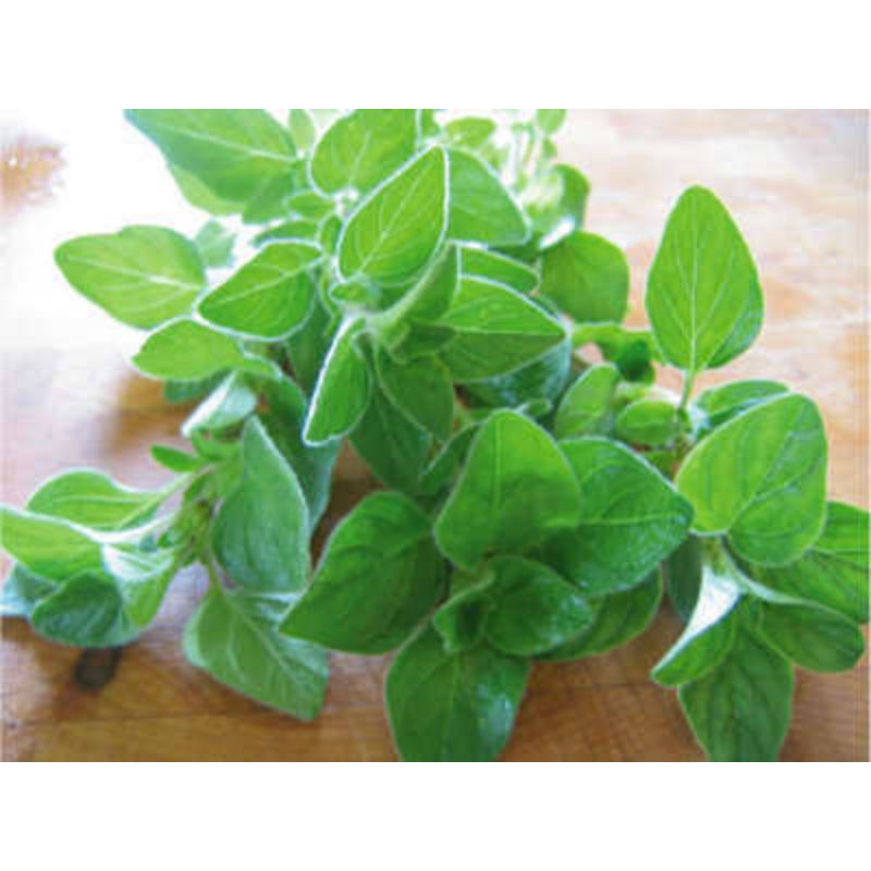 Benih Biji Daun Herbal Oregano