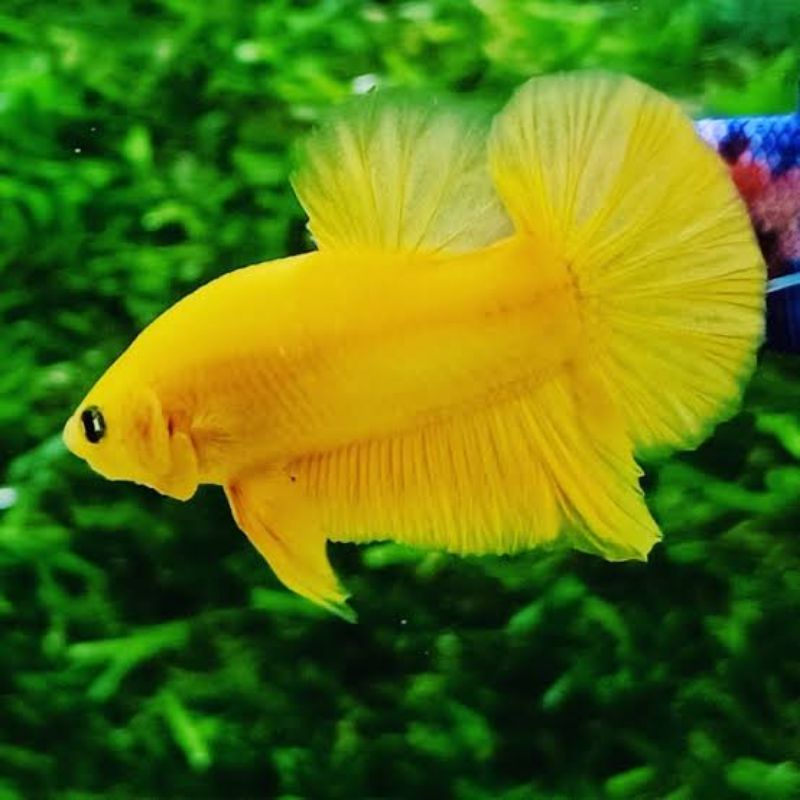 Ikan Cupang Yellow Banana