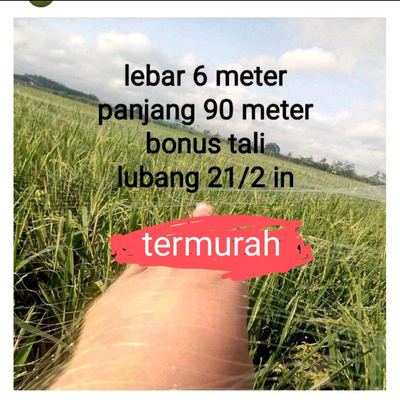 Jaring burung sawah Jaring burung padi jaring buring pipit jaring burung emprit jaring burung kecil 