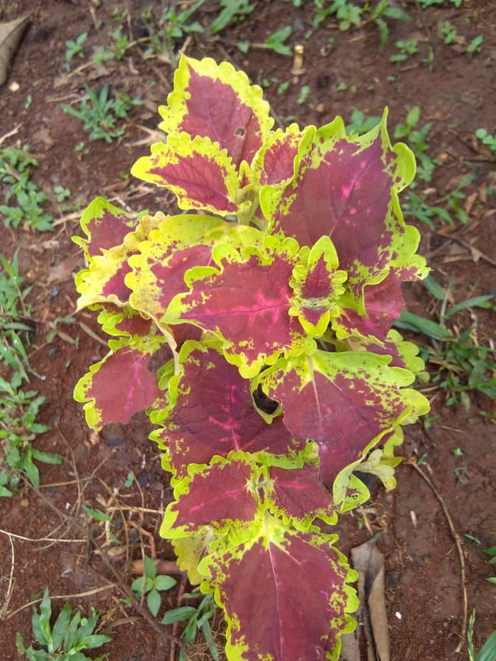 Miana red yellow / miana merah garis kuning