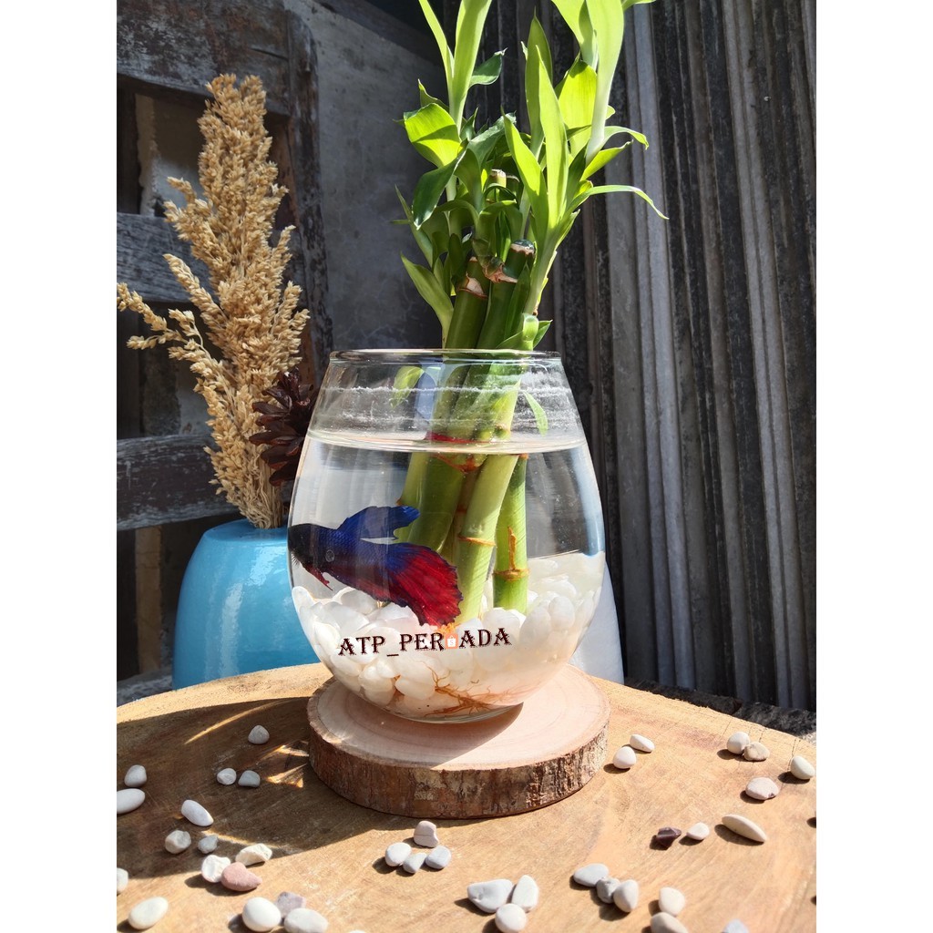 Vas Bunga Kaca Aquarium Ikan Cupang Pot Tatakan Gelas Tanaman Bambu Hoki Aquascape Glass Dekorasi