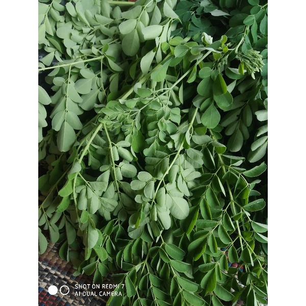 

Daun Kelor Segar 200 gram Untuk Meningkatkan Daya Tahan Tubuh