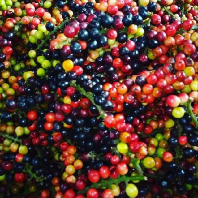 Buah huni buni 250gr Shopee Indonesia Buah huni buni 250gr Shopee Indonesia