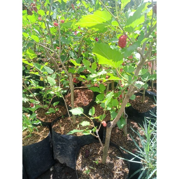 Tanaman bibit pohon murbei sudah berbuah